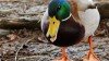 duck-899078_960_720