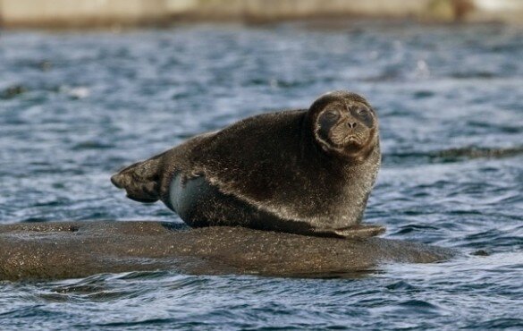 The_freshwater_ringed_seals._lake_Ladoga-585x370