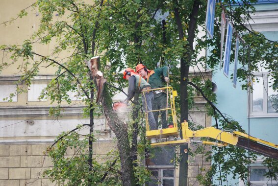 Вырубка деревьев в сквере на Петроградской набережной у Сампсониевского моста
