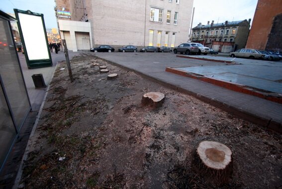 Улица Куйбышева, 13, вырубка деревьев