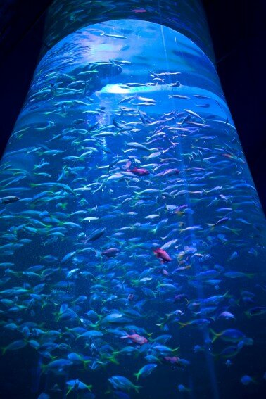 Новый аквариум в океанариуме ТРК Планета Нептун