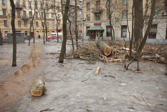 Вырубка деревьев. Сквер на Лесном проспекте, улице Комиссара Смирнова