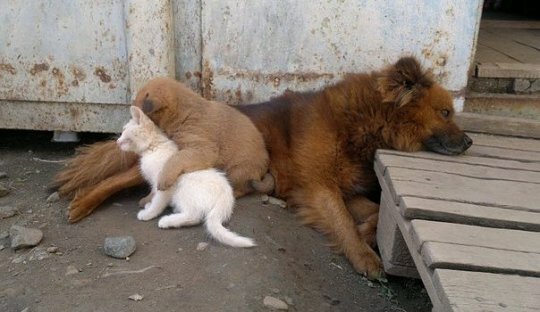 Бездомные кошеки и собаки