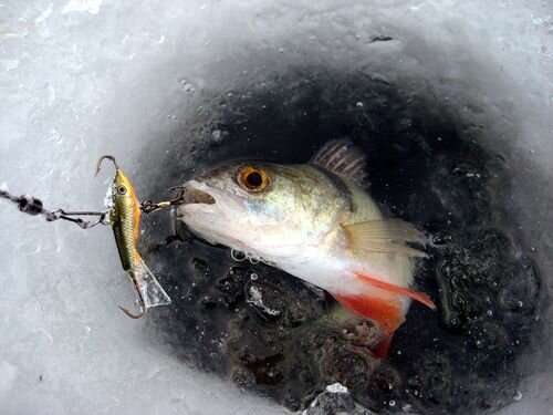 Операция «Зимняя рыбалка»