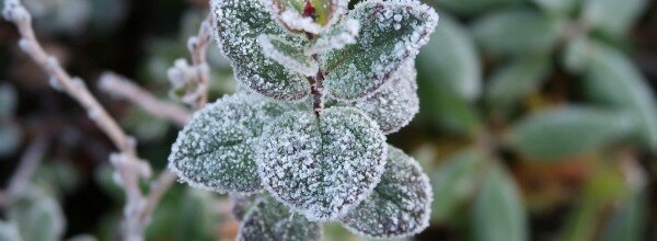 the-first-frost-2751405_1920