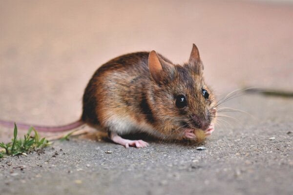 house-mouse-5068340_1920